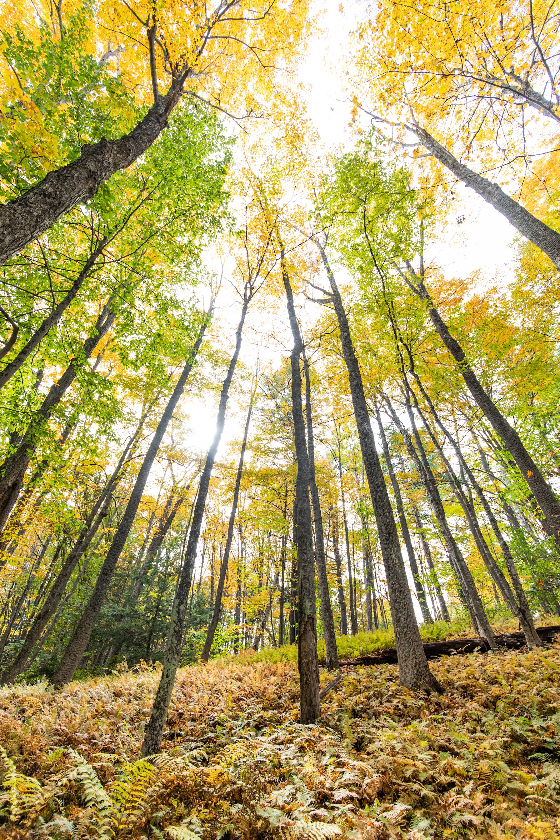 Autumn Landscape 72
