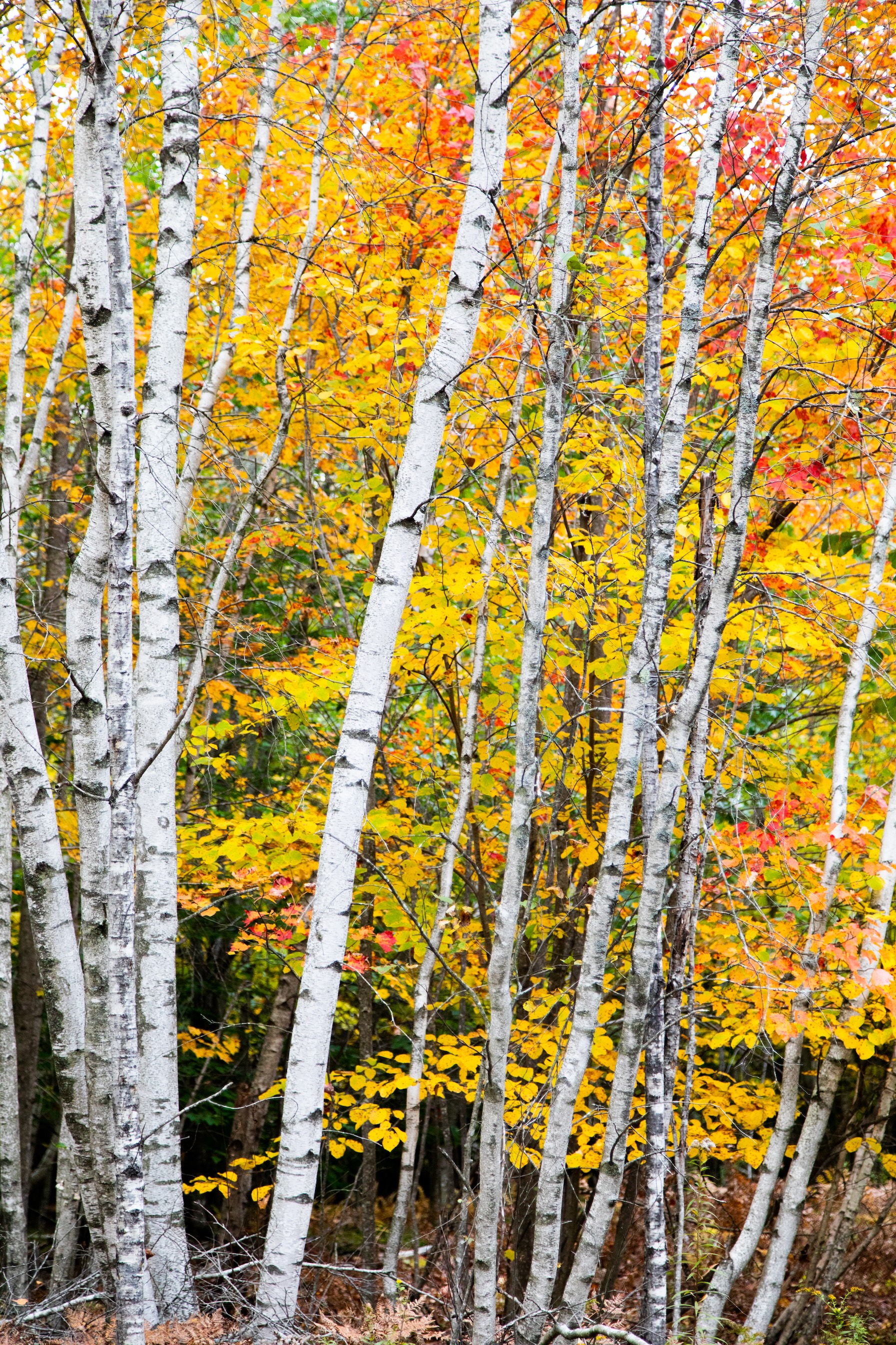Autumn Landscape 63