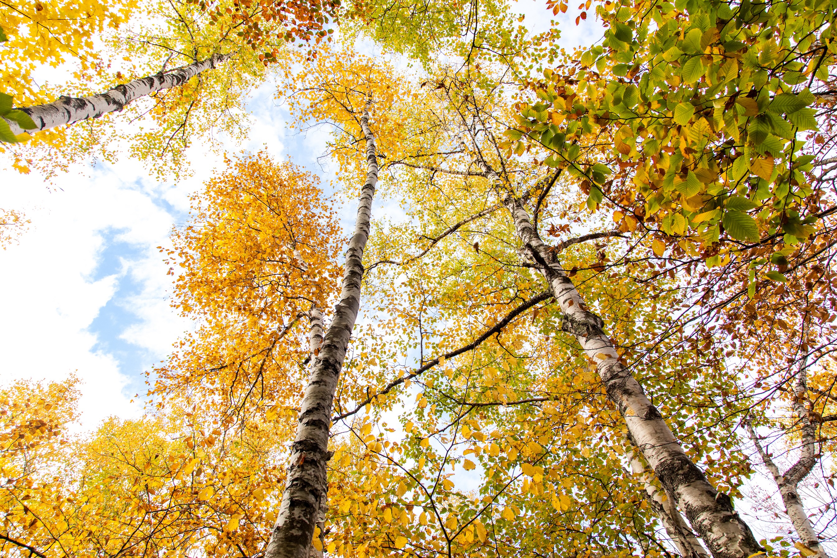 Autumn Landscape 48