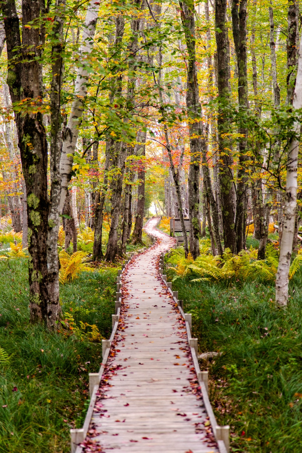 Autumn Landscape 40