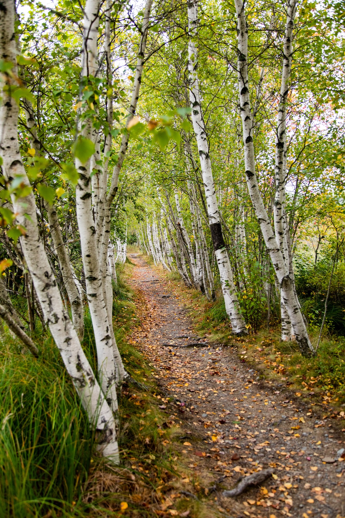 Autumn Landscape 39