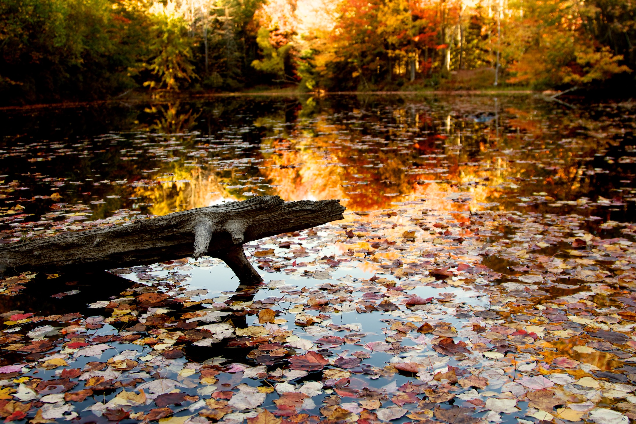 Autumn Landscape 10