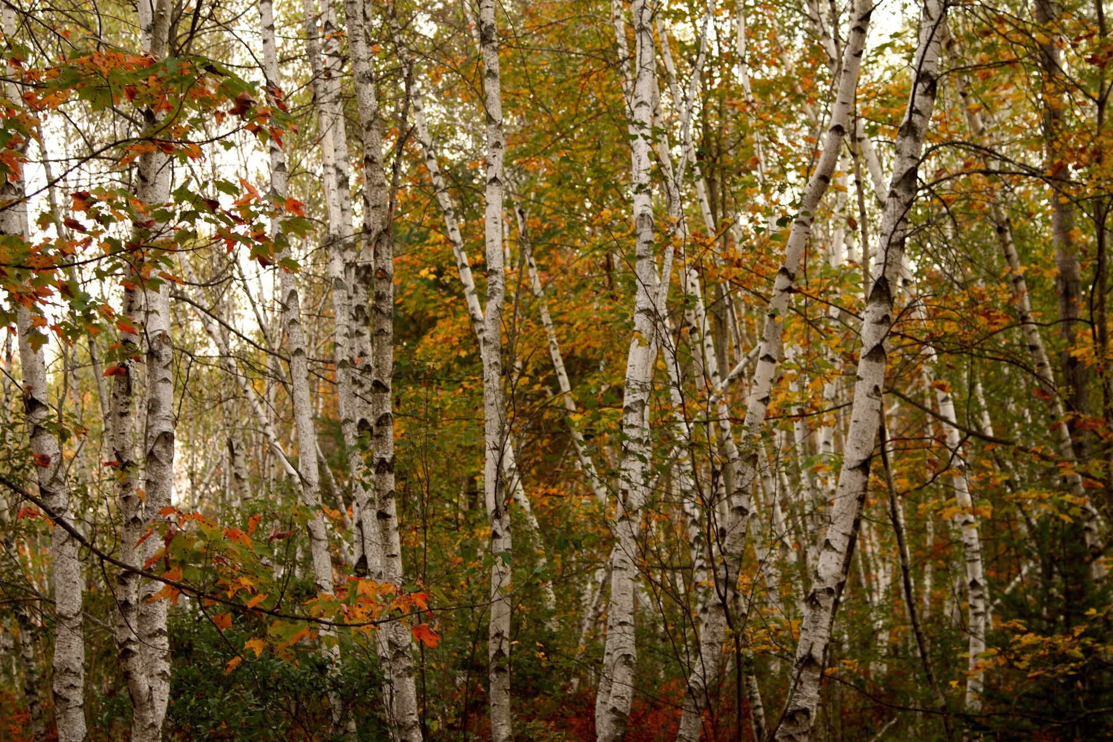 Autumn Landscape 7