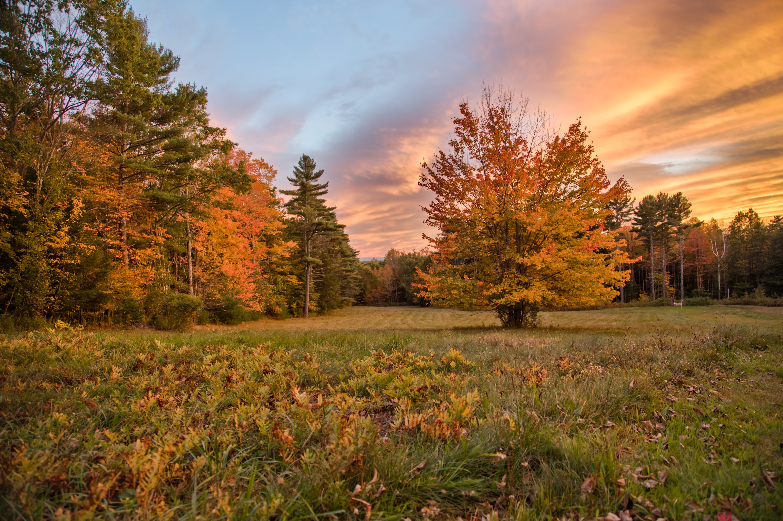 Autumn Landscape 1