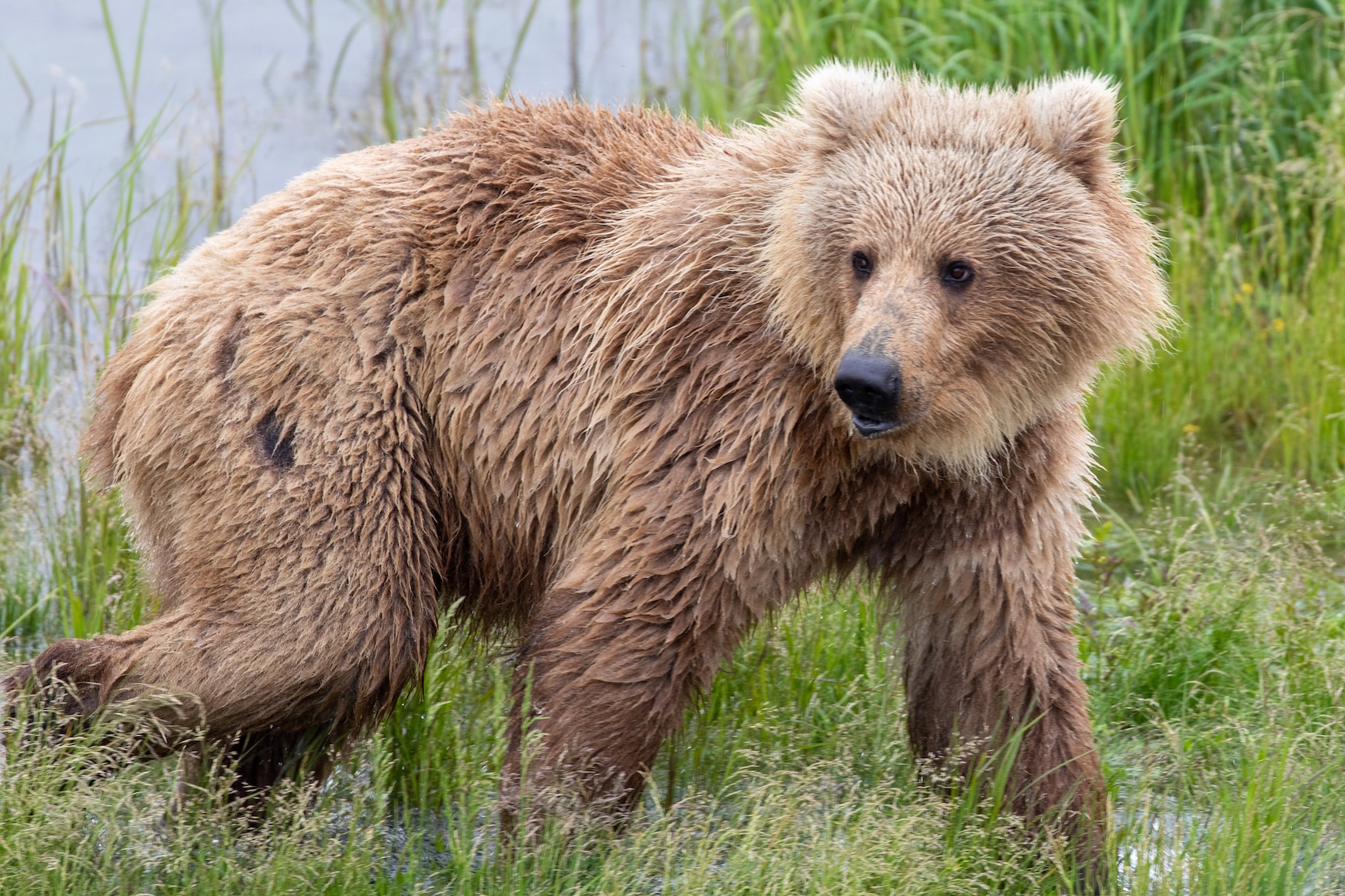 Wildlife photography