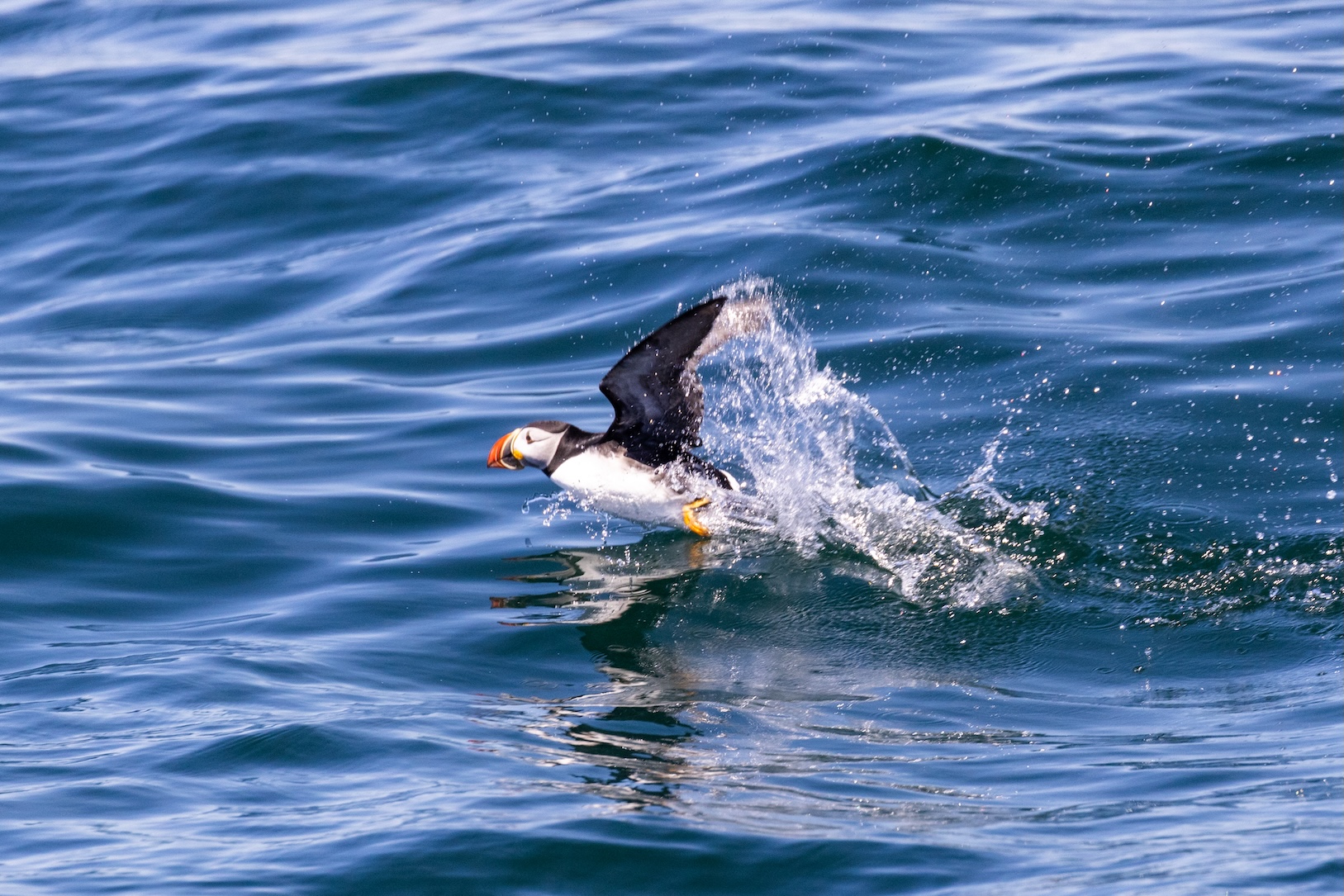Wildlife 3