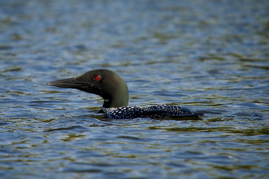 Wildlife 1