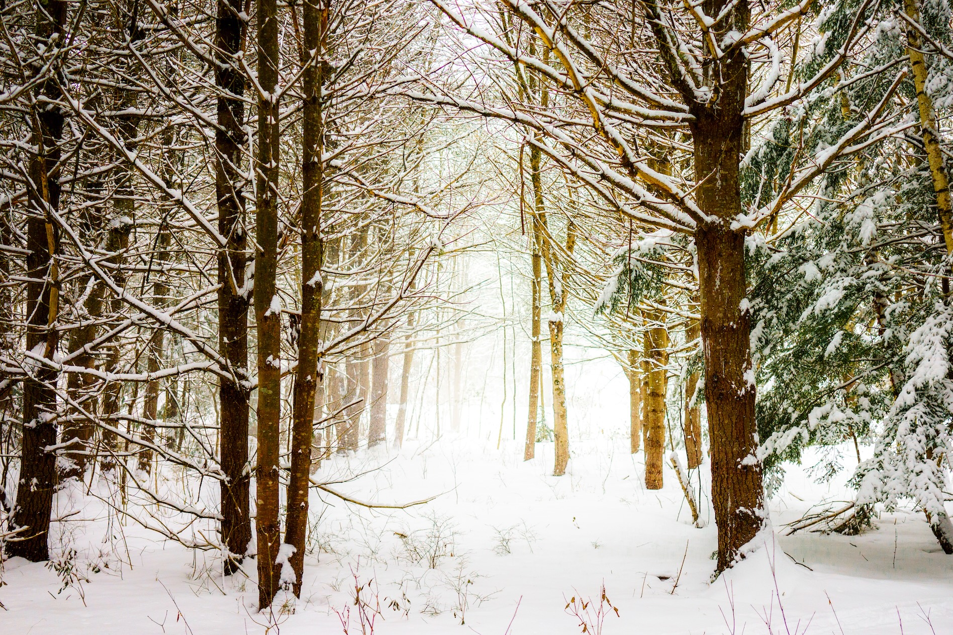 Winter Landscape 7